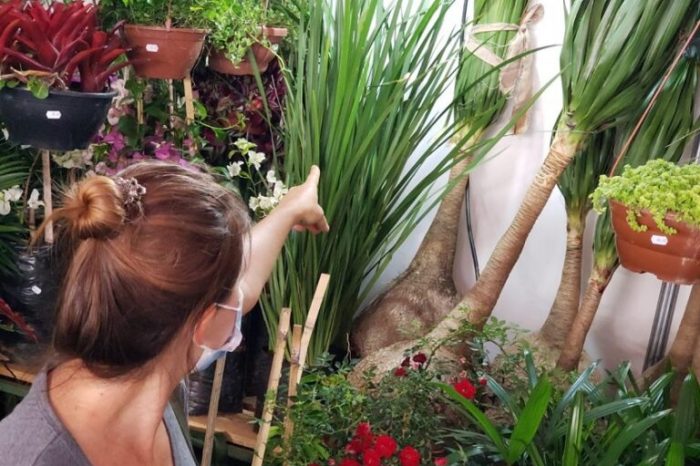 Feira do Morango tem espaço para flores e plantas ornamentais