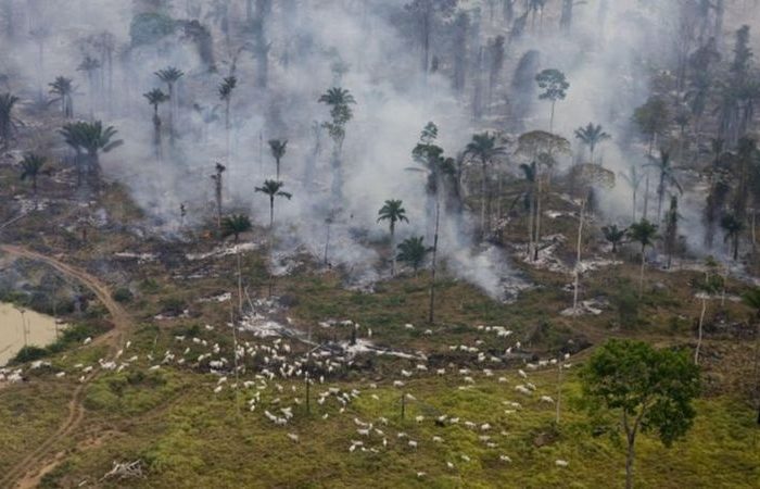 Brasil deve reduzir desmatamento a nível de 10 anos atrás para atrair investidor, diz Joaquim Levy