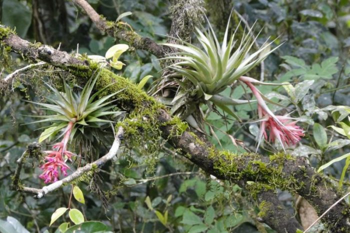 As plantas brasileiras quase extintas que movem mercado milionário no Instagram