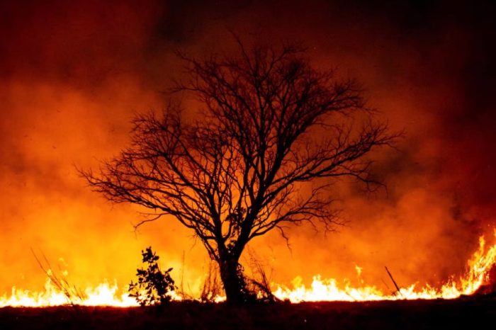 Goiás decreta situação de emergência ambiental para prevenção a incêndios florestais