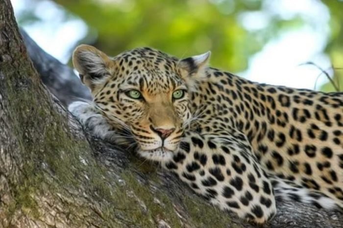 Quase 70% da fauna selvagem mundial desapareceu em apenas 50 anos