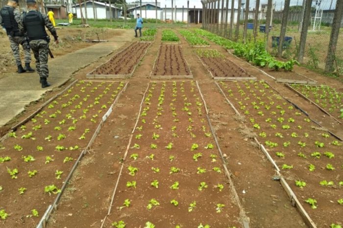 Goiânia e Estado implantam projeto Horta Comunitária em presídio de Aparecida