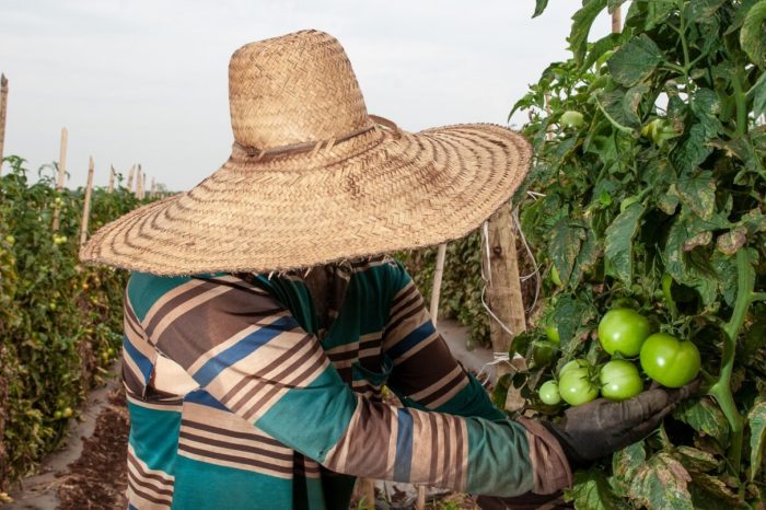 Agro goiano está entre os que mais criaram empregos em 2022