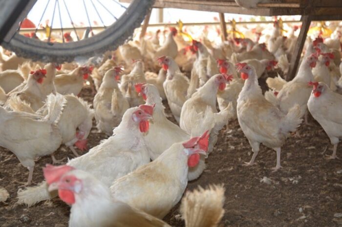 Agrodefesa prorroga medidas de prevenção da gripe aviária em Goiás