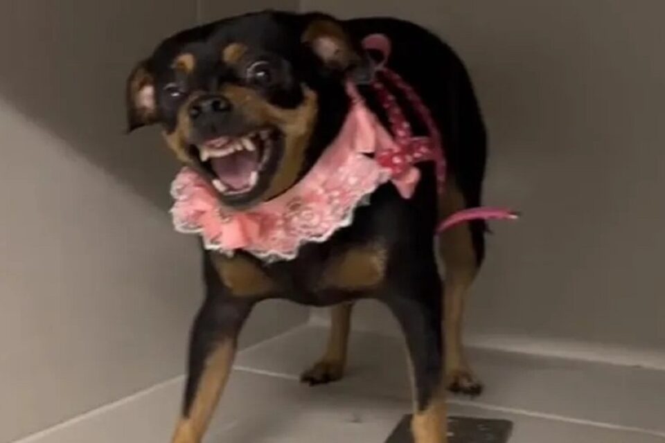 Veterinário tenta vacinar pinscher furiosa e vídeo viraliza: ‘Traz água benta’