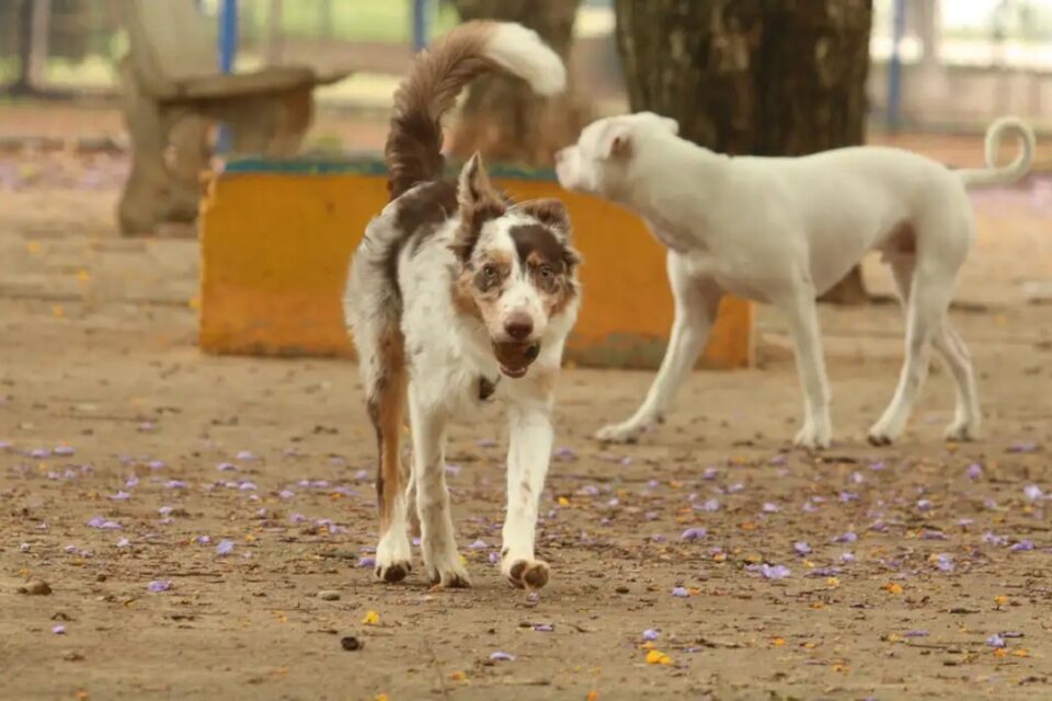 Veterinários alertam: mosquito da dengue pode transmitir doenças para cães e gatos