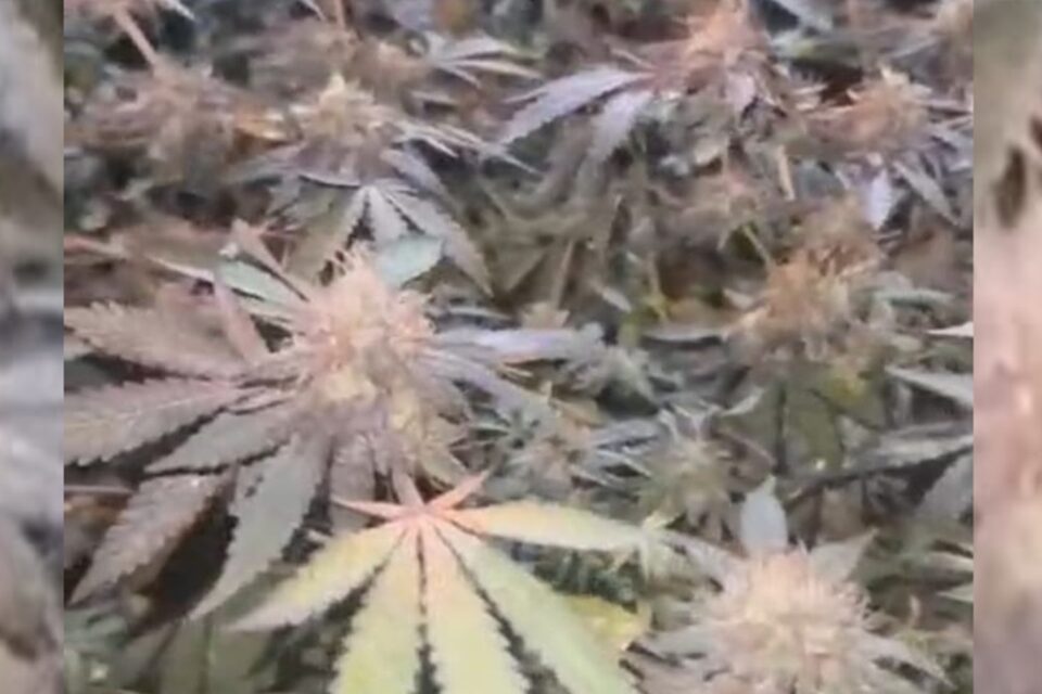 Polícia prende mulher que plantava 35 pés de maconha em Goiânia
