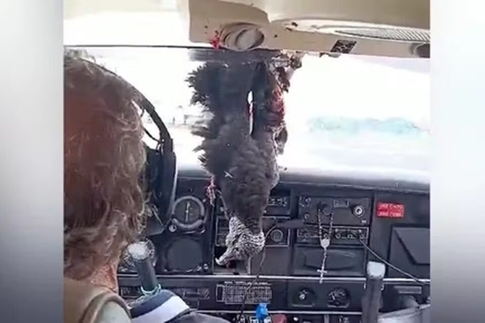 Avião colide com urubu e voa até o pouso com a ave pendurada;