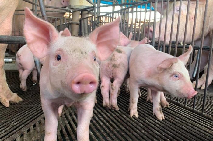 Goiás mantém status sanitário de área livre de Peste Suína Clássica