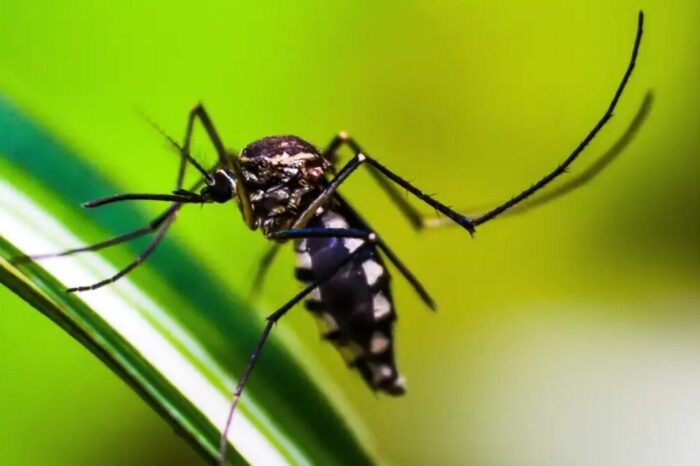 Dengue: Luziânia e Valparaíso receberão 2 milhões de mosquitos com bactéria por semana