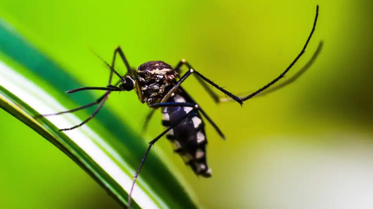 Dengue: Luziânia e Valparaíso receberão 2 milhões de mosquitos com bactéria por semana