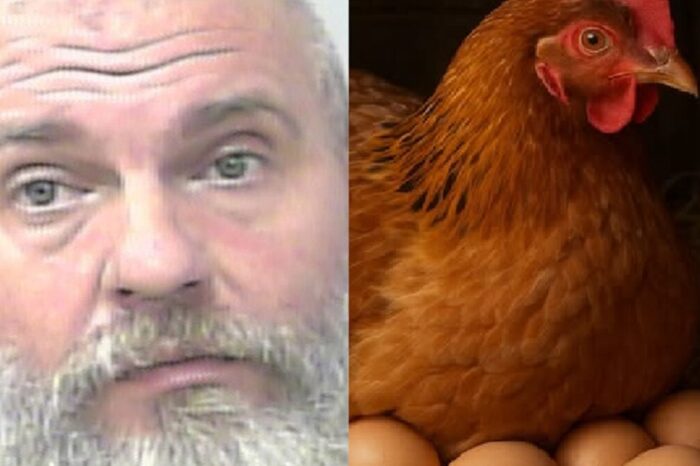 Homem atira em trio após briga sobre quantos ovos uma galinha pode botar