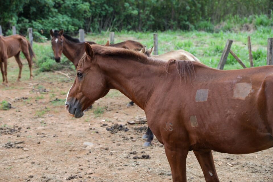 Animais soltos em vias públicas: saiba como denunciar e ajudar a evitar acidentes no DF