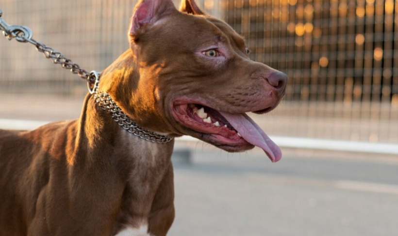 Criança morre após ser atacada por pitbull dentro de casa no Paraná